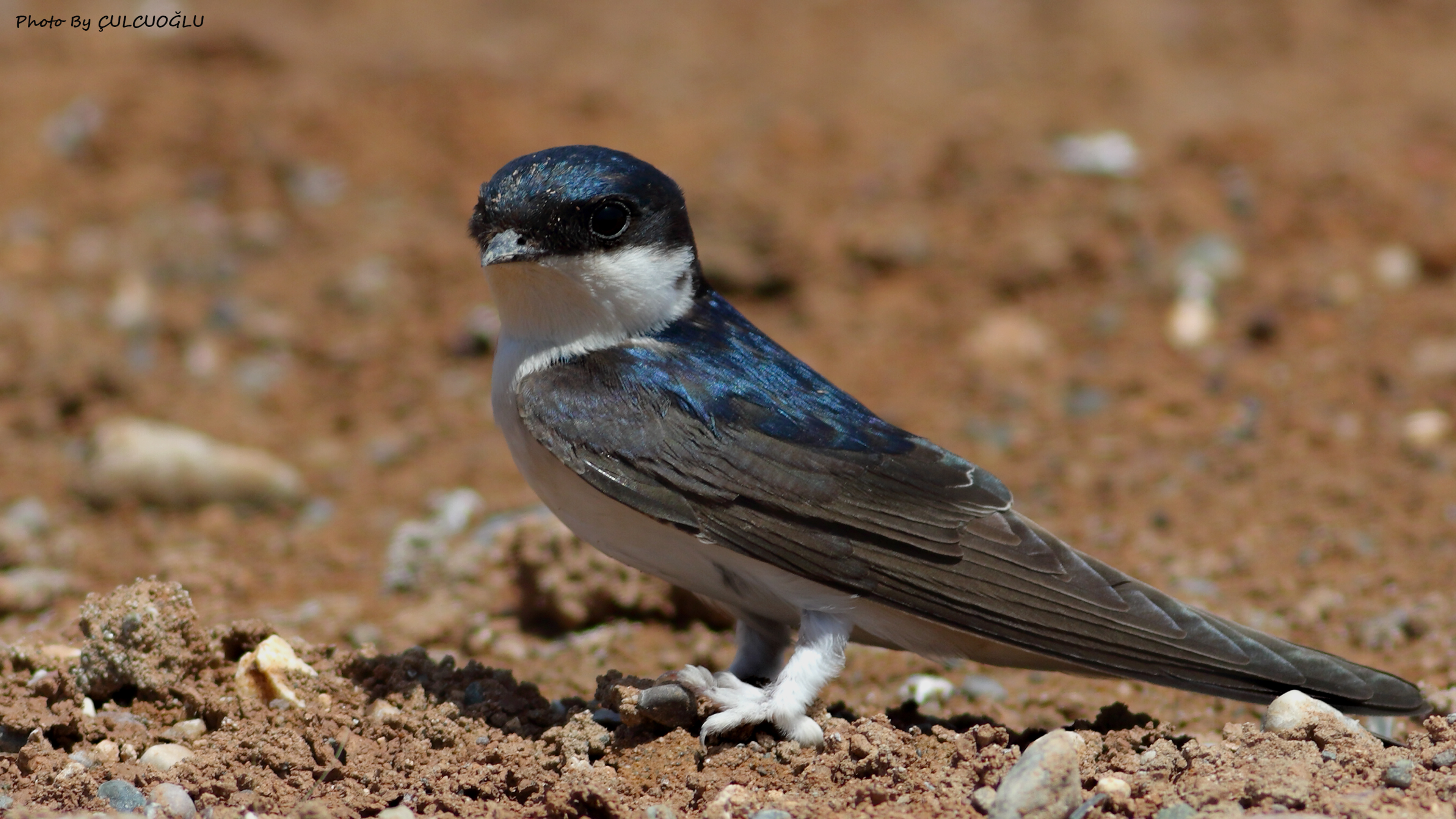 Common House-Martin